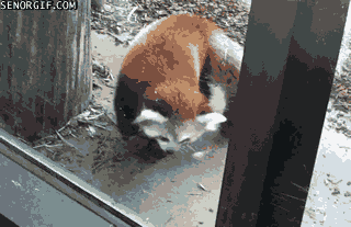 red panda gif funny - Senorgif.Com