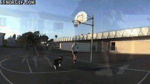 dog gifs basketball - Senorglf.Com