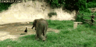 chasing an elephant gif - Senorgif.Com
