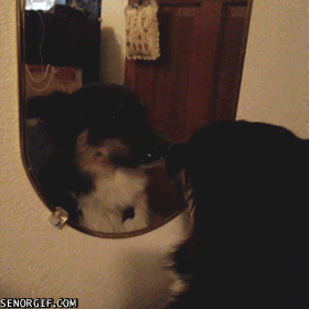 dog mirror gif - Senorgif.Com