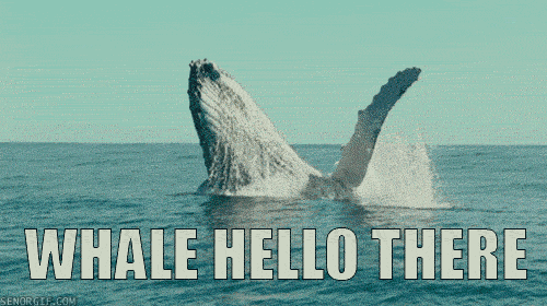 whale of a wednesday - Whale Hello There Senorgie.Com