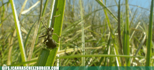 bugs gif on plants - Gifs.Icanhascheezburger.Com