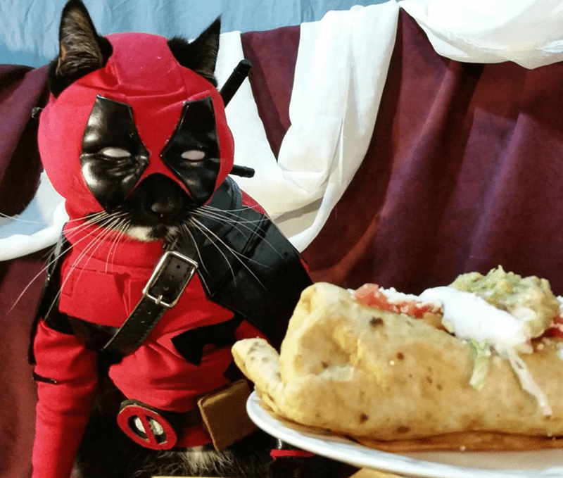 deadpool cat cosplay