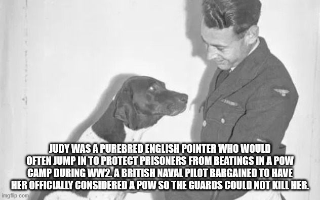 fondation brigitte bardot - Judy Was A Purebred English Pointer Who Would Often Jump In To Protect Prisoners From Beatings In A Pow Camp During WW2. A British Naval Pilot Bargained To Have Her Officially Considered A Pow So The Guards Could Not Kill Her. 
