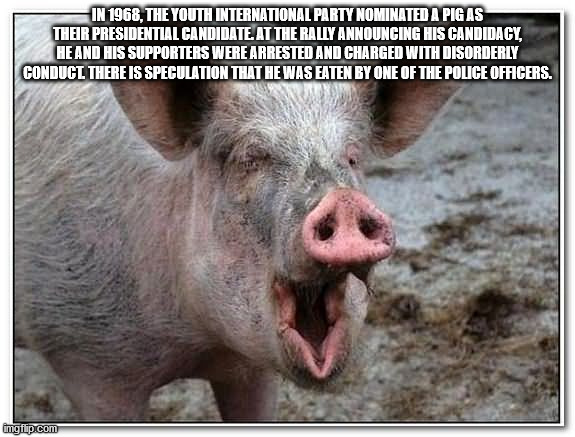 In 1968, The Youth International Party Nominated A Pig As Their Presidential Candidate. At The Rally Announcing His Candidacy, He And His Supporters Were Arrested And Charged With Disorderly Conducl There Is Speculation That He Was Eaten By One Of The…