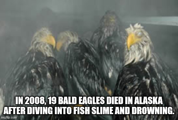beak - In 2008, 19 Bald Eagles Died In Alaska After Diving Into Fish Slime And Drowning. Au imgflip.com