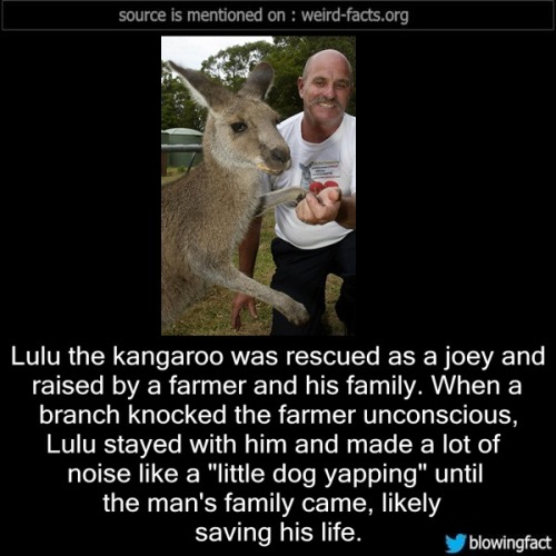 kangaroo - source is mentioned on weirdfacts.org Lulu the kangaroo was rescued as a joey and raised by a farmer and his family. When a branch knocked the farmer unconscious, Lulu stayed with him and made a lot of noise a "little dog yapping" until the man