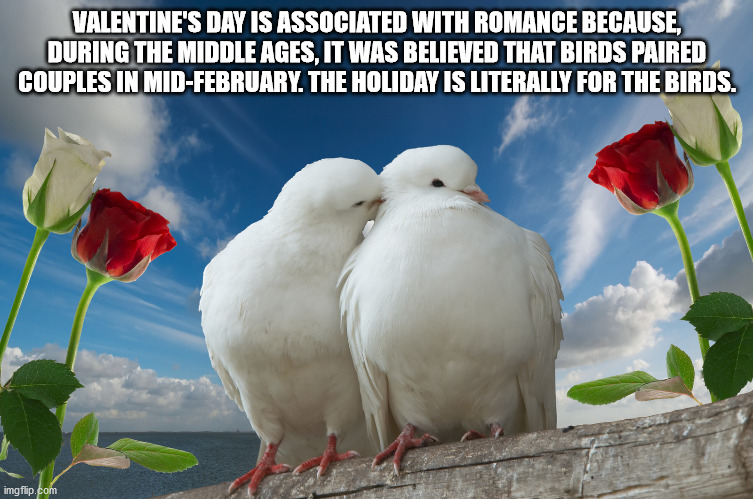 lovely birds - Valentine'S Day Is Associated With Romance Because, During The Middle Ages, It Was Believed That Birds Paired Couples In MidFebruary. The Holiday Is Literally For The Birds. imgflip.com