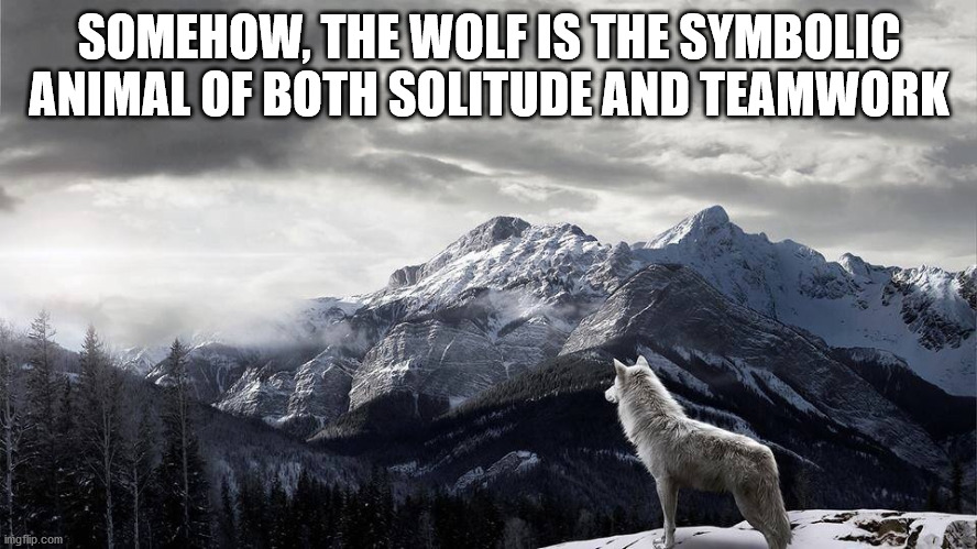 snow mountain wolf - Somehow, The Wolf Is The Symbolic Animal Of Both Solitude And Teamwork imgflip.com