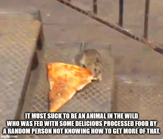 pizza rat - It Must Suck To Be An Animal In The Wild Who Was Fed With Some Delicious Processed Food By A Random Person Not Knowing How To Get More Of That. imgflip.com