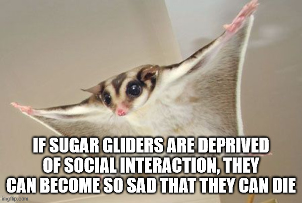 If Sugar Gliders Are Deprived Of Social Interaction, They Can Become So Sad That They Can Die