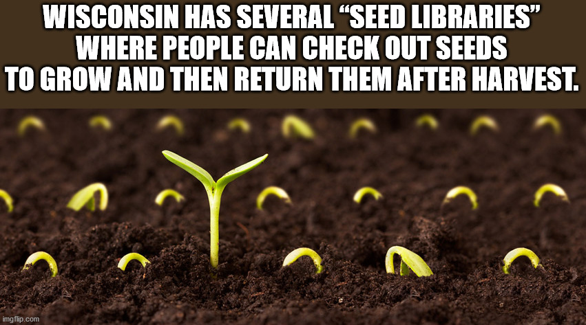 Wisconsin Has Several seed libraries where people can check out seeds to grow and then return them after harvest