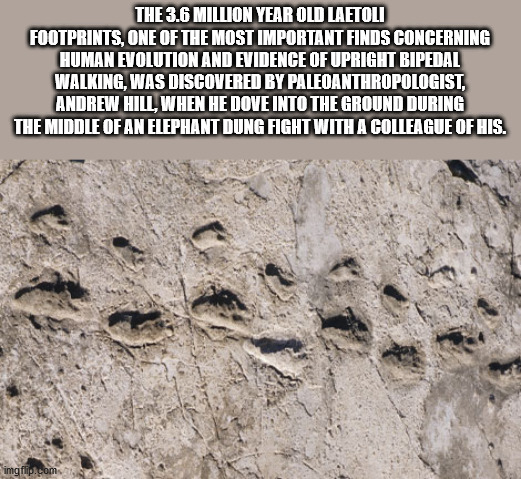 The 3.6 Million Year Old Laetoli Footprints, One Of The Most Important Finds Concerning Human Evolution And Evidence Of Upright Bipedal Walking, Was Discovered By Paleoanthropologist, Andrew Hill, When He Dove Into The Ground During The Middle O