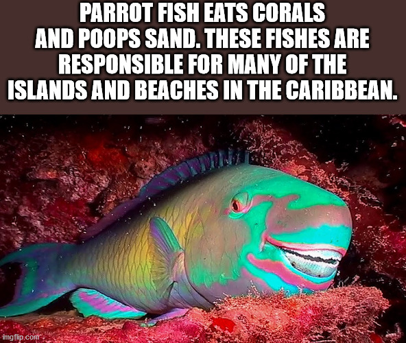Parrot Fish Eats Corals And Poops Sand. These Fishes Are Responsible For Many Of The Islands And Beaches In The Caribbean.