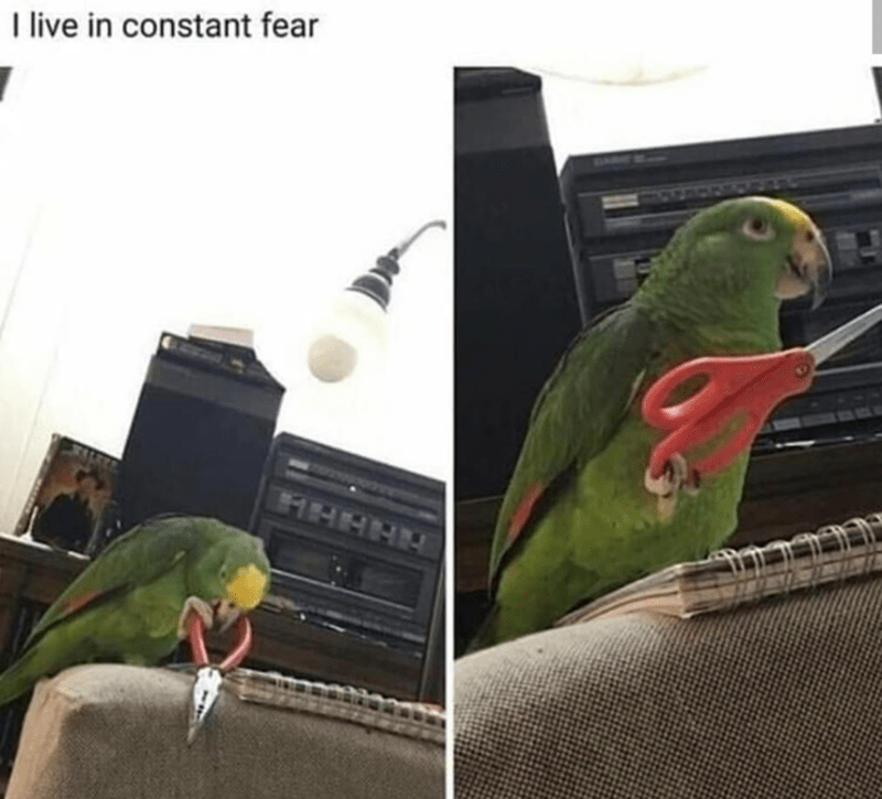 live in constant fear parrot - I live in constant fear 9414