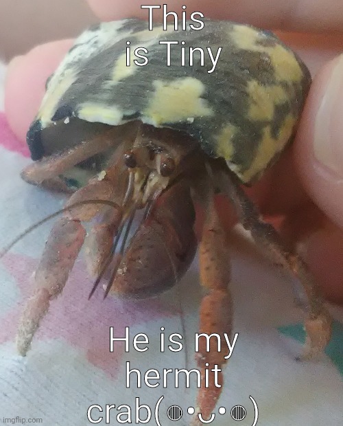 crab - This is Tiny He is my hermit crabnv imgflip.com