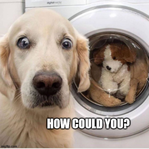 funny dogs - How Could Youp imgflip.com