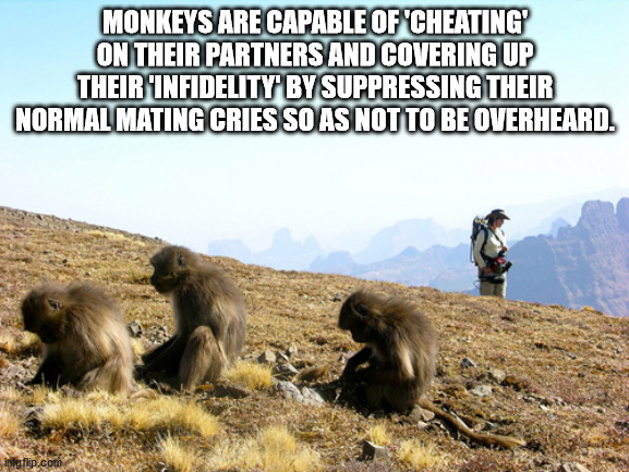 fauna - Monkeys Are Capable Of 'Cheating' On Their Partners And Covering Up Their Infidelity By Suppressing Their Normal Mating Cries So As Not To Be Overheard. imgflip.com