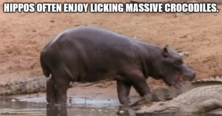 Hippos Often Enjoy Licking Massive Crocodiles. imgflip.com