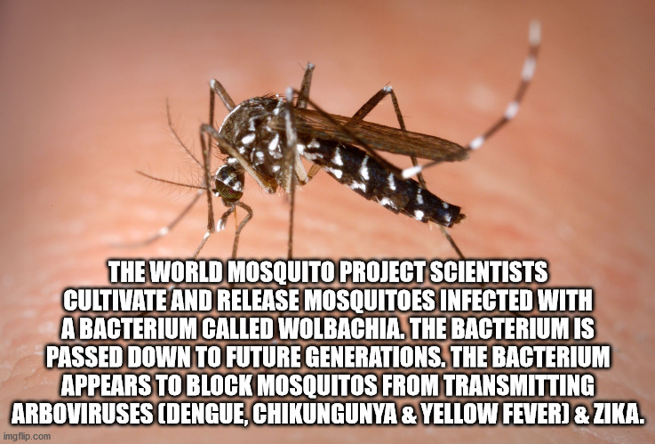 dengue mosquito - The World Mosquito Project Scientists Cultivate And Release Mosquitoes Infected With A Bacterium Called Wolbachia. The Bacterium Is Passed Down To Future Generations. The Bacterium Appears To Block Mosquitos From Transmitting Arboviruses