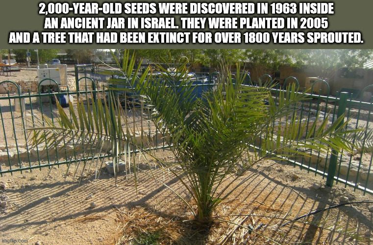 judean date palm trees - 2,000YearOld Seeds Were Discovered In 1963 Inside An Ancient Jar In Israel. They Were Planted In 2005 And A Tree That Had Been Extinct For Over 1800 Years Sprouted. imgflip.com