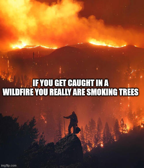 If You Get Caught In A Wildfire You Really Are Smoking Trees