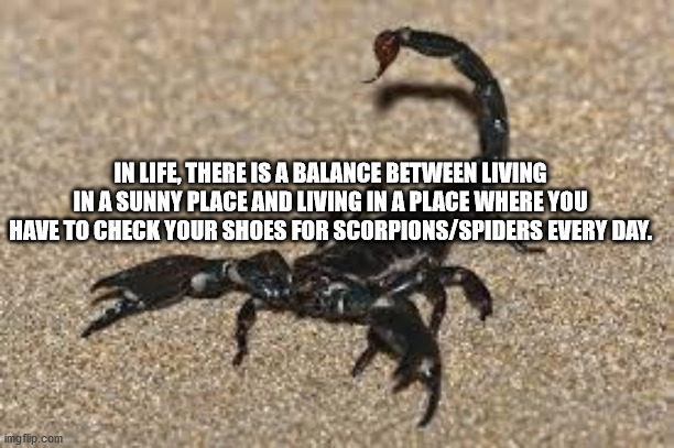 In Life, There Is A Balance Between Living In A Sunny Place And Living In A Place Where You Have To Check Your Shoes For ScorpionsSpiders Every Day.