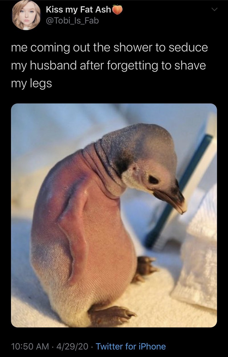 featherless penguin - Kiss my Fat Ash me coming out the shower to seduce my husband after forgetting to shave my legs 42920 Twitter for iPhone