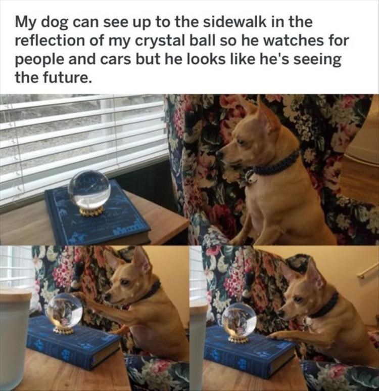 hilarious funny dog memes - My dog can see up to the sidewalk in the reflection of my crystal ball so he watches for people and cars but he looks he's seeing the future.