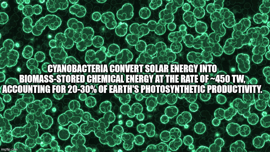 corona bacteria in microscope - Cyanobacteria Convert Solar Energy Into BiomassStored Chemical Energy At The Rate Of450 Tw, Accounting For 2030% Of Earth'S Photosynthetic Productivity. imgflip.com