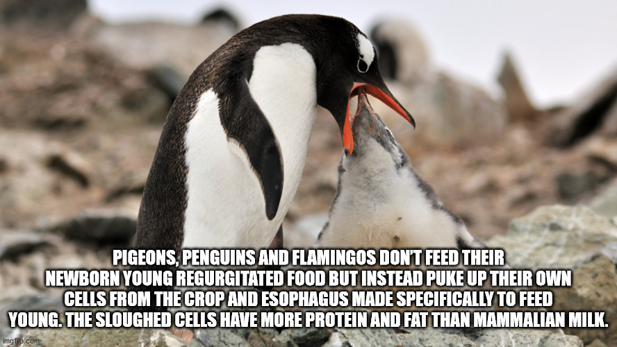 penguin - Pigeons, Penguins And Flamingos Don'T Feed Their Newborn Young Regurgitated Food But Instead Puke Up Their Own Cells From The Crop And Esophagus Made Specifically To Feed Young. The Sloughed Cells Have More Protein And Fat Than Mammalian Milk. i