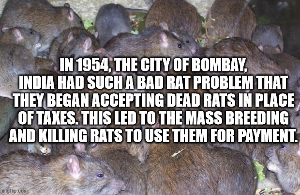 one does not simply finish - In 1954, The City Of Bombay, India Had Such A Bad Rat Problem That They Began Accepting Dead Rats In Place Of Taxes. This Led To The Mass Breeding And Killing Rats To Use Them For Payment. imgflip.com