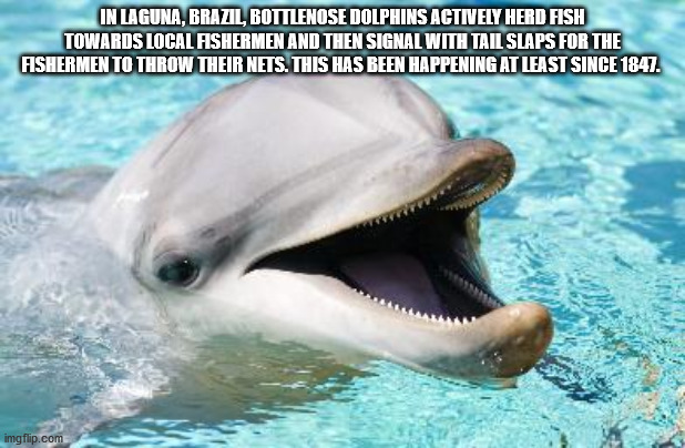 patriots dolphins meme - In Laguna, Brazil, Bottlenose Dolphins Actively Herd Fish Towards Local Fishermen And Then Signal With Tail Slaps For The Fishermen To Throw Their Nets. This Has Been Happening At Least Since 1847. imgflip.com