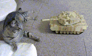 cat tank gif -