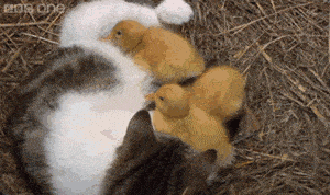 cat with ducklings gif