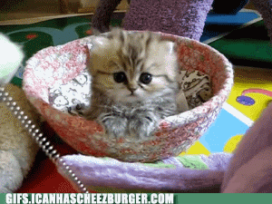 cutest kitten ever - Gifs.Icanhascheezburger.Com