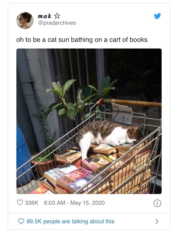 cat in shopping cart with books - mak oh to be a cat sun bathing on a cart of books Sandr Tanah i people are talking about this >
