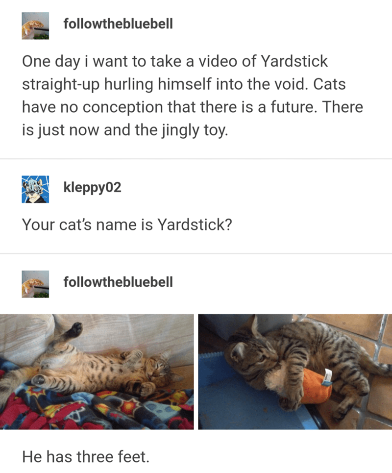 cute animal memes - thebluebell One day i want to take a video of Yardstick straightup hurling himself into the void. Cats have no conception that there is a future. There is just now and the jingly toy. kleppy02 Your cat's name is Yardstick? thebluebell 