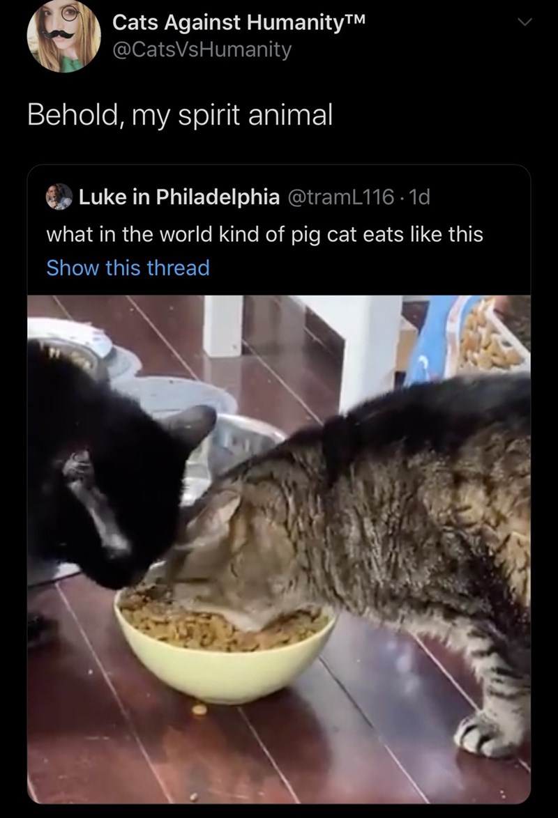 photo caption - Cats Against HumanityTM Behold, my spirit animal Luke in Philadelphia 1d what in the world kind of pig cat eats this Show this thread