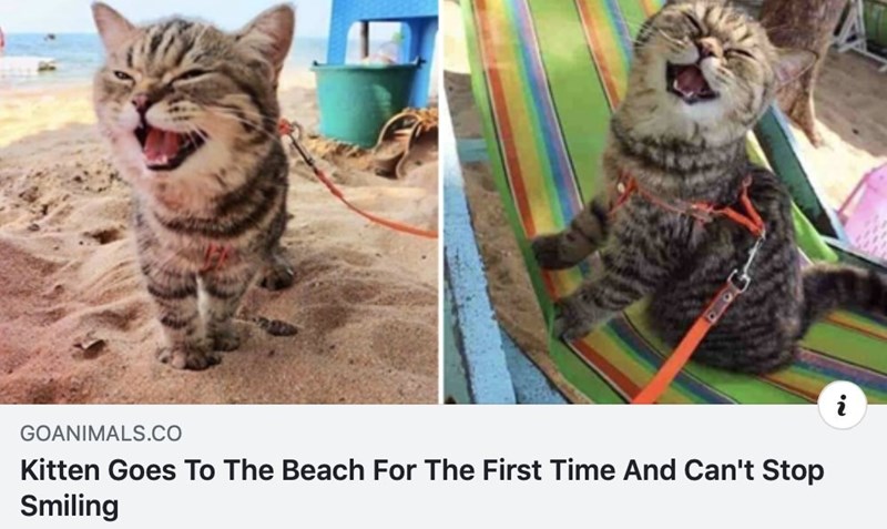 cat goes to the beach - i Goanimals.Co Kitten Goes To The Beach For The First Time And Can't Stop Smiling
