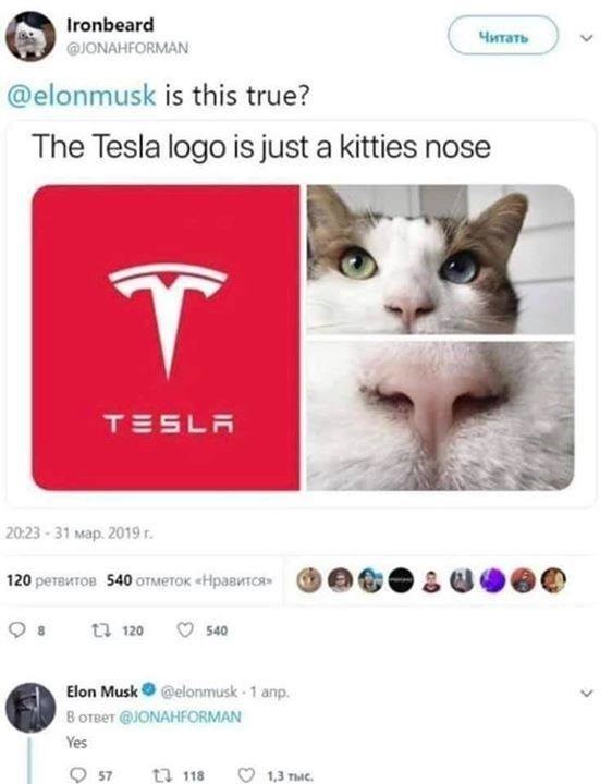 tesla logo cat nose - Ironbeard is this true? The Tesla logo is just a kitties nose T Tesla 31 map. 2019 r. 120 540 t2 120 540 Elon Musk 1 anp. Yes 57 12 118 1,3 m.