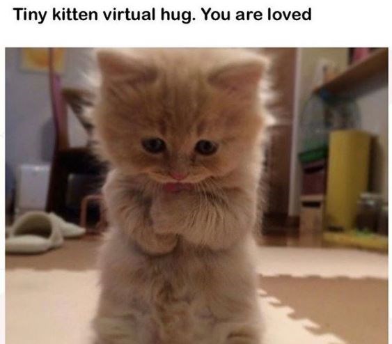 funny things cute cats - Tiny kitten virtual hug. You are loved