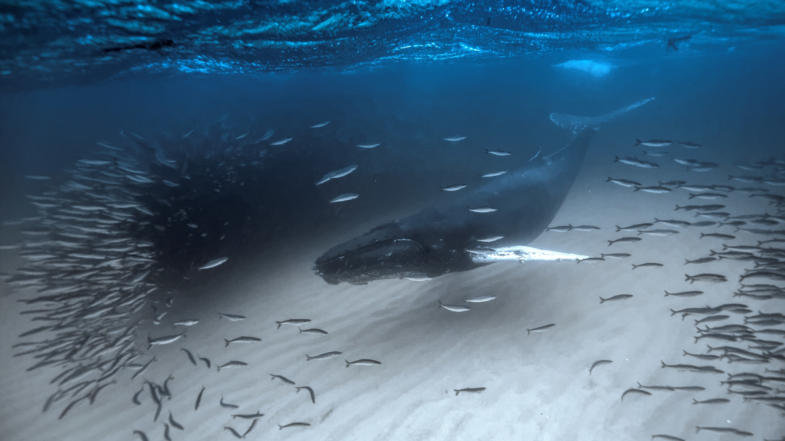underwater photography awards