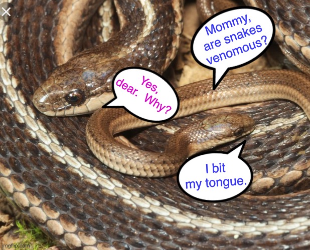 serpent - Mommy, are snakes venomous? dear. Why? Yes, I bit my tongue. imgflip.com
