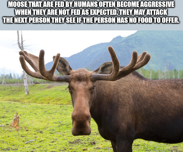 real moose - Moose That Are Fed By Humans Often Become Aggressive When They Are Not Fed As Expected. They May Attack The Next Person They See If The Person Has No Food To Offer. imgflip.bom
