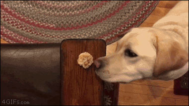 eating butterfly gif - 4 Gifs.com
