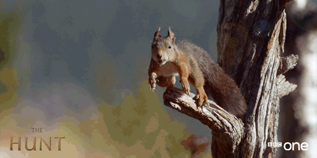flying squirrel animated gif