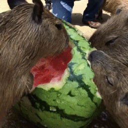 capybara watermelon gif