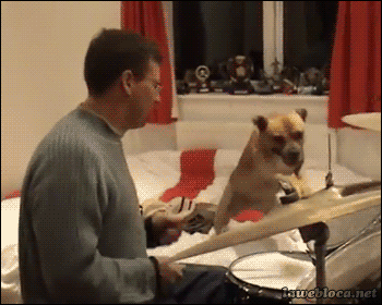dog playing drums gif