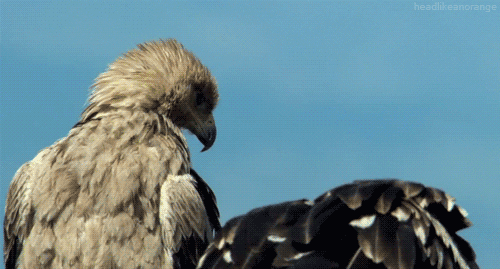 funny vulture gif - headan range